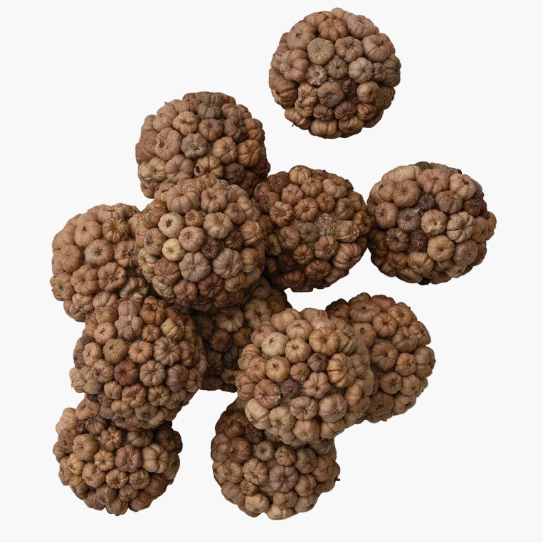 Round Dried Natural Peepal Pod Orbs in Bag (Contains 12 Pieces) (Each One Will Vary)