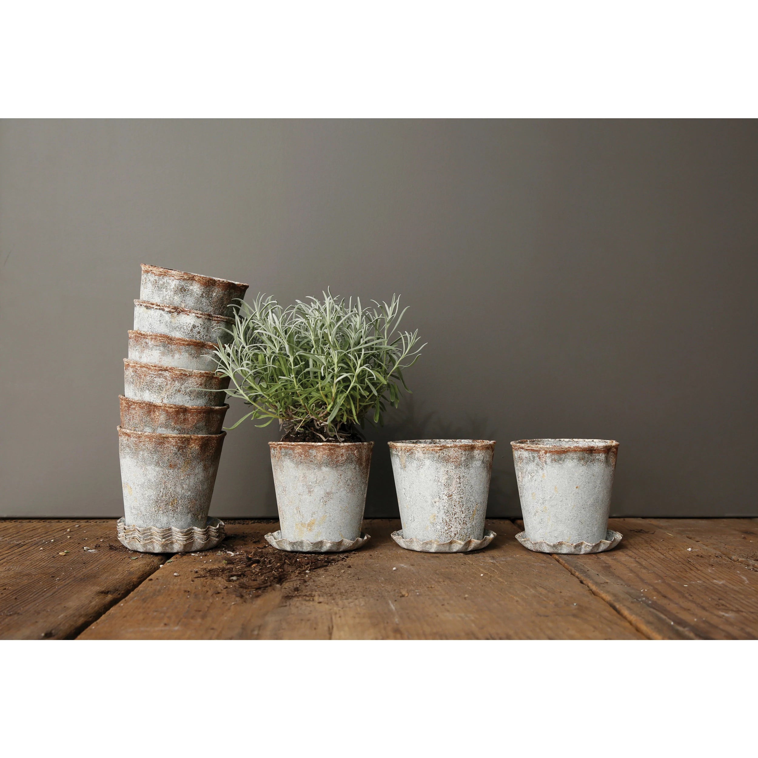 galvanized plant saucer Planter Galvanized w Tray